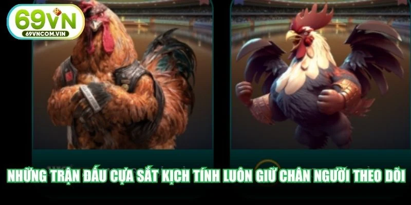 Những trận đấu cựa sắt kịch tính luôn giữ chân đông đảo người theo dõi